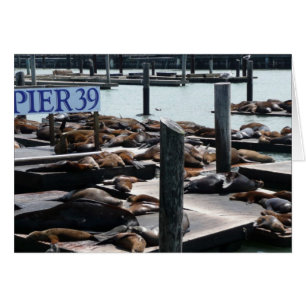 Cartão Leões Marinhos do Pier 39