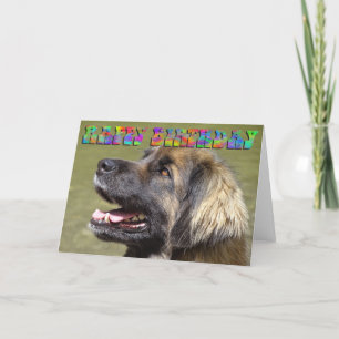 Cartão Leonberger birthday card