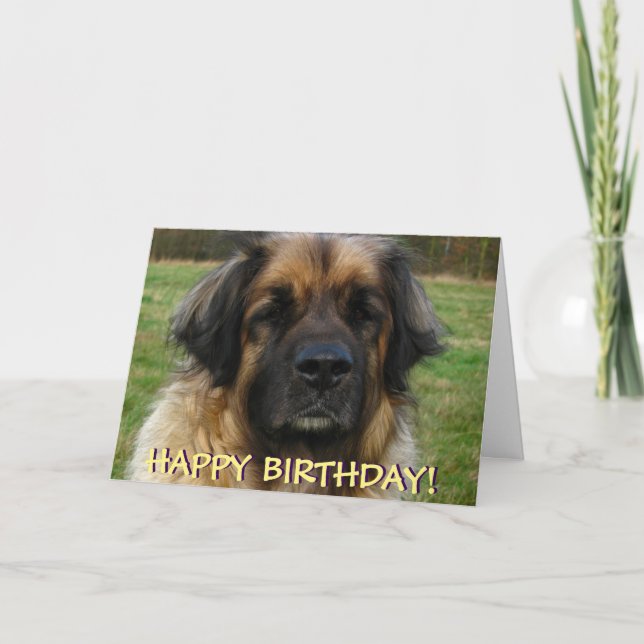 Cartão Leonberger dog birthday card (Frente)