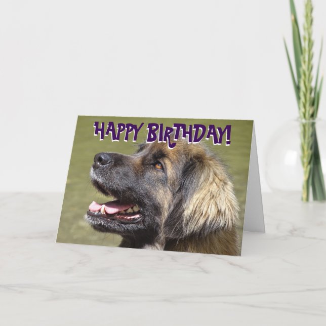 Cartão Leonberger dog birthday card (Frente)