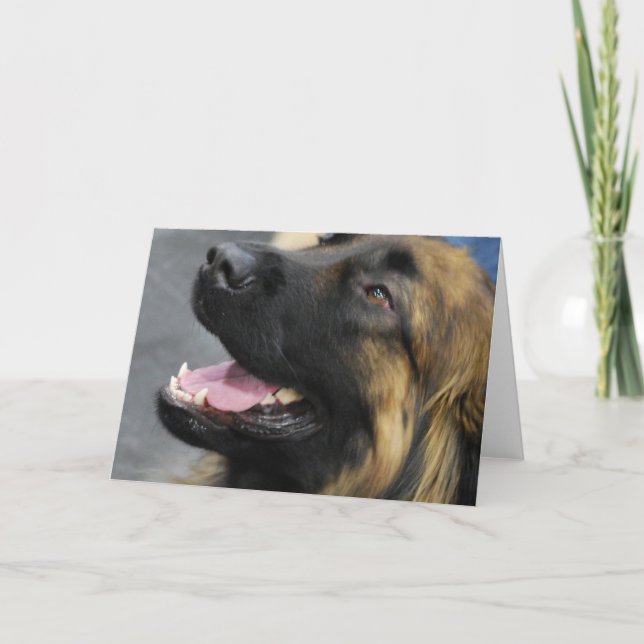 Cartão Leonberger Greeting Card (Frente)
