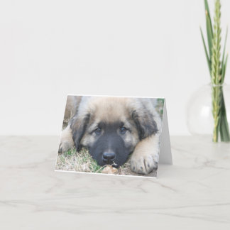 Cartão Leonberger puppy Blank Notecard