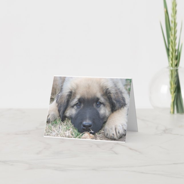 Cartão Leonberger puppy Blank Notecard (Frente)