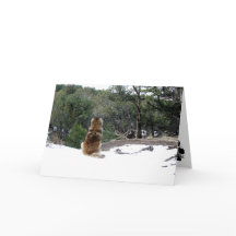Leonberger Sympathy card