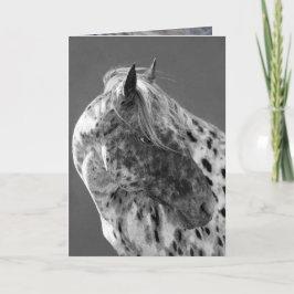 Cartão Leopard Appaloosa Horse Greeting Card
