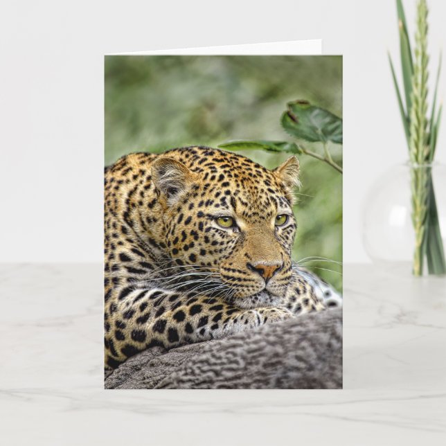 Cartão Leopard Crouch (Frente)