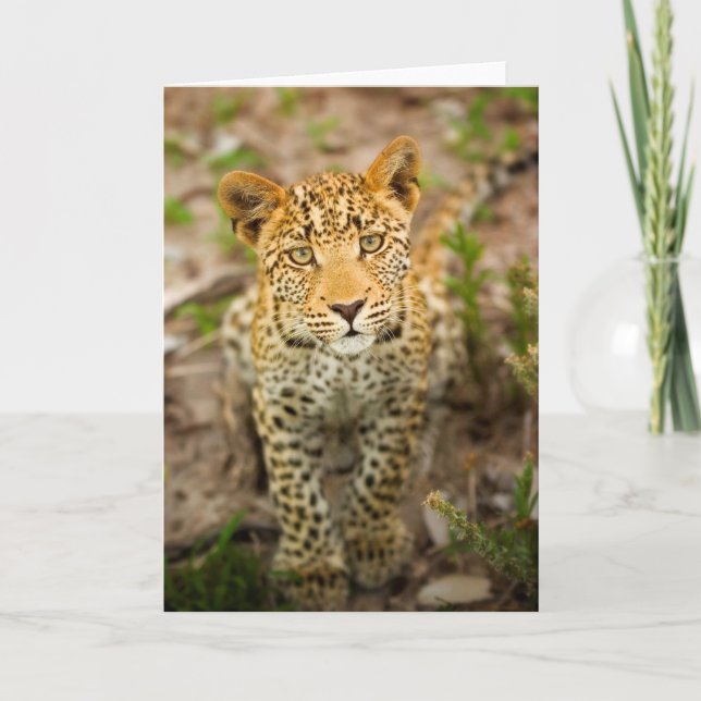 Cartão Leopard Cub Greeting Card (Frente)