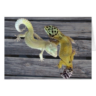Cartão Leopard Geckos - Casaco de Muitas Cores