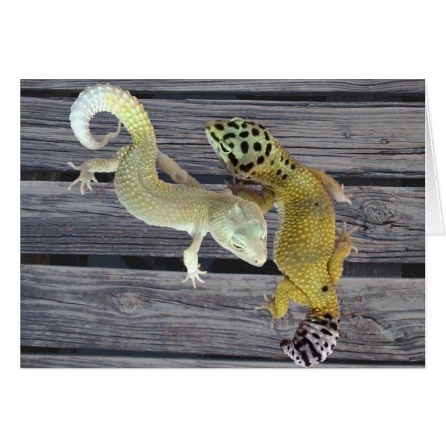 Cartão Leopard Geckos - Casaco de Muitas Cores (Frente Horizontal)