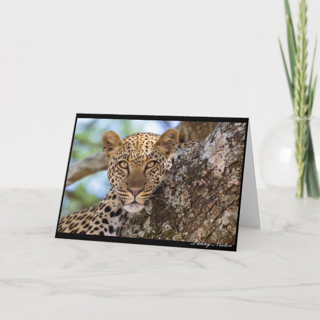 Cartão Leopard Stare (Frente)