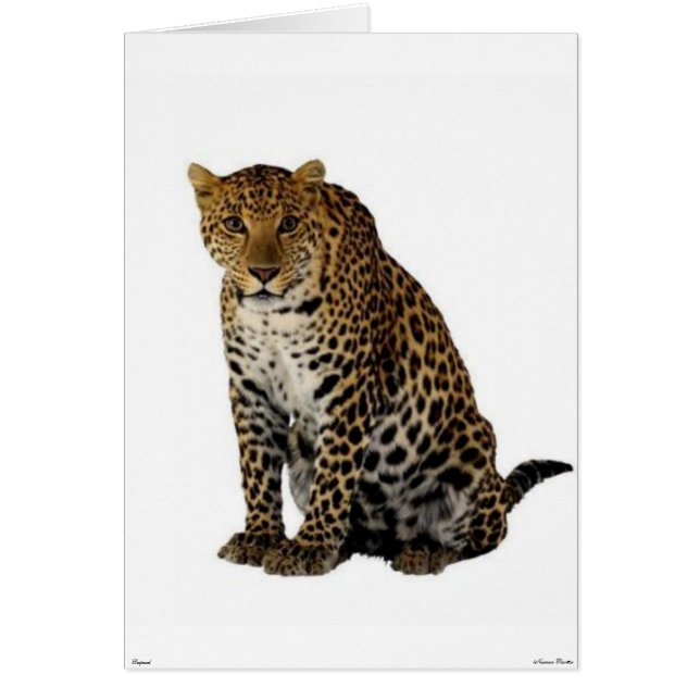 Cartão Leopardo (Frente)