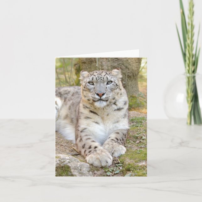 Cartão Leopardo-da-neve, animais. (Frente)