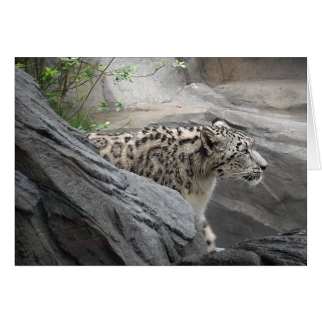 Cartão Leopardo de Neve (Frente Horizontal)
