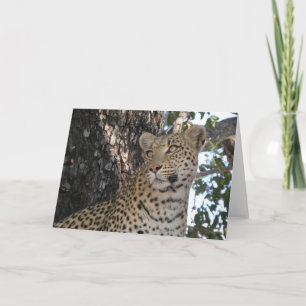 CARTÃO LEOPARDO DE PERTO