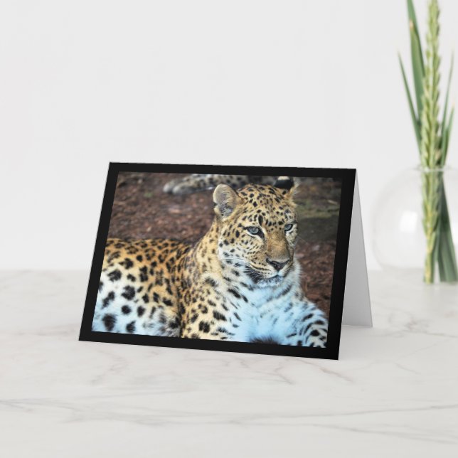 Cartão Leopardo em Repouso (Frente)