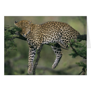 Cartão Leopardo, (Panthera pardus), Quênia, Masai Mara