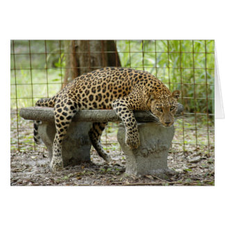 Cartão LeopardSundari_011
