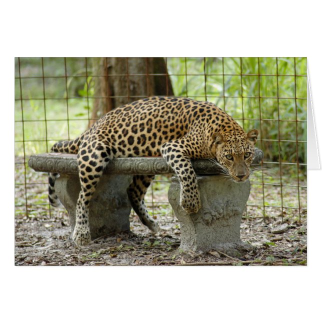 Cartão LeopardSundari_011 (Frente Horizontal)