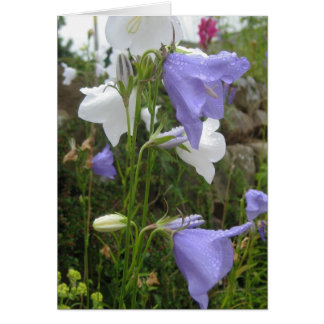 Cartão Les Belles Fleurs