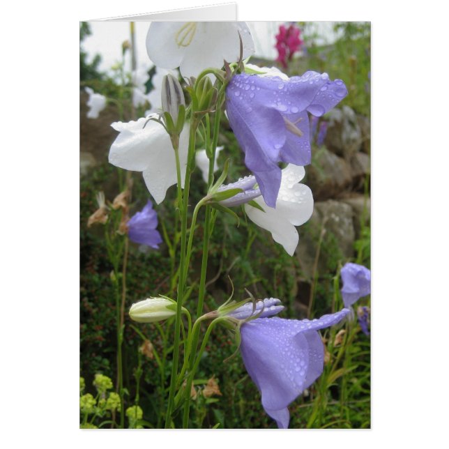 Cartão Les Belles Fleurs (Frente)