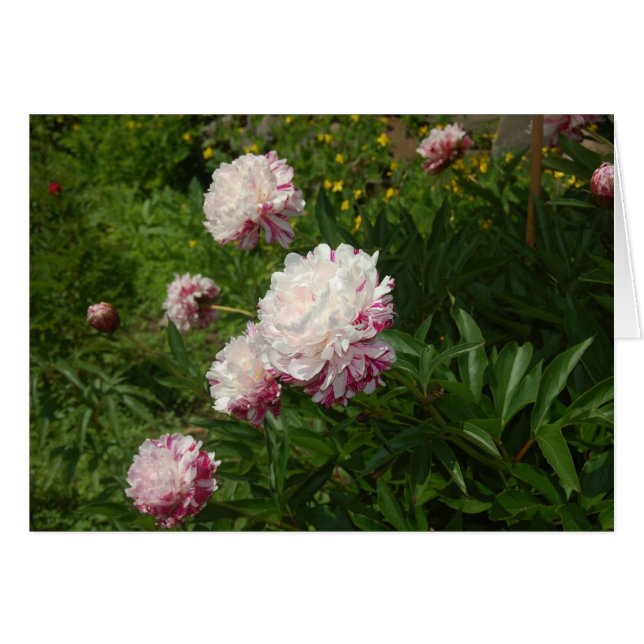 Cartão Les Jolies Demoiselles (Frente Horizontal)