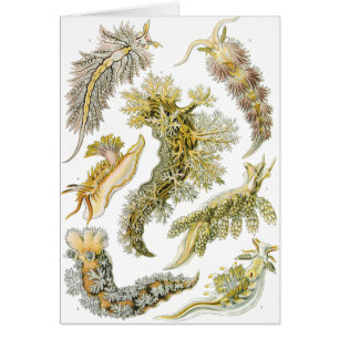 Cartão Lesmas Marinhas por Ernst Haeckel, Nudibrânquia Vi