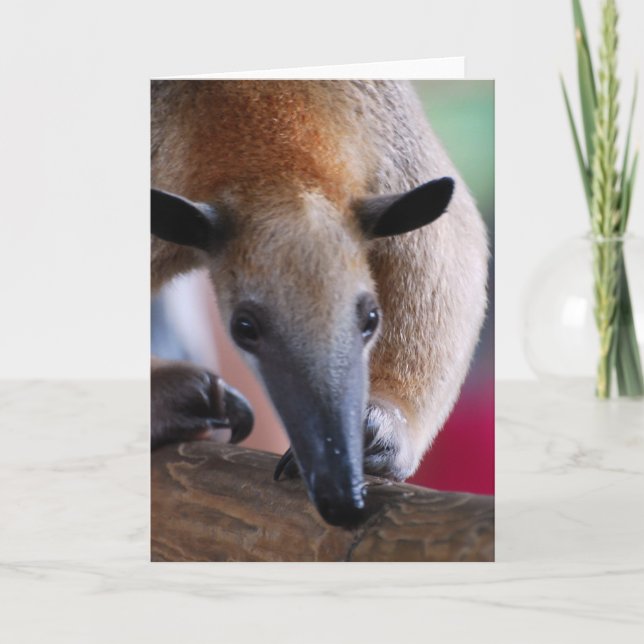 Cartão Lesser Anteater  Greeting Card (Frente)
