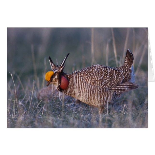 Cartão Lesser Prairie-Chicken, Tympanuchus (Frente Horizontal)