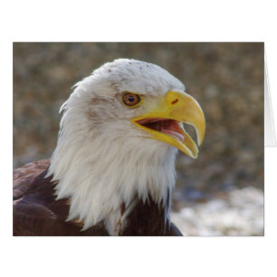 Cartão Leucocephalus do Haliaeetus