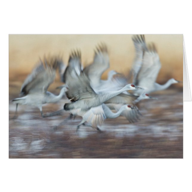 Cartão Levante-se de Sandhill Cranes. (Frente Horizontal)