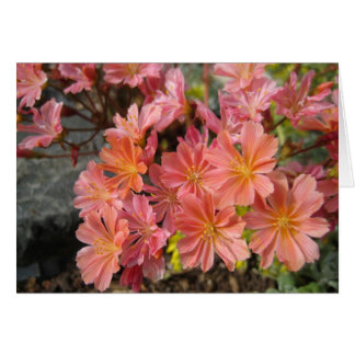 Cartão Lewisia Card