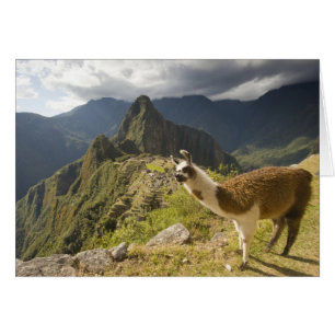Cartão Lhamas e uma vista geral de Machu Picchu,