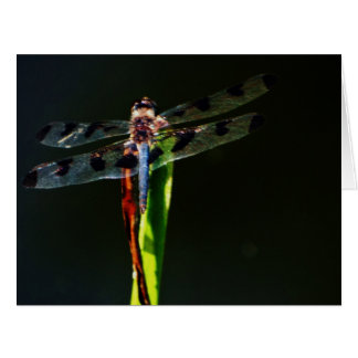 Cartão libélula azul e preta