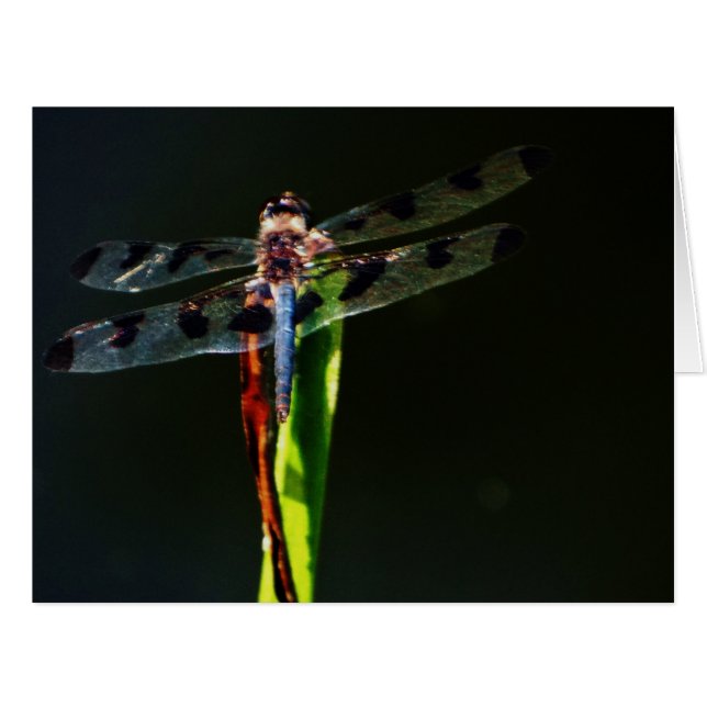 Cartão libélula azul e preta (Frente horizontal)