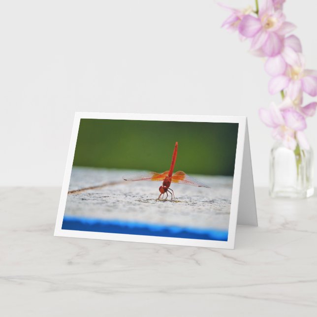 Cartão Libélula de Asas Laranjas (Orquídea)
