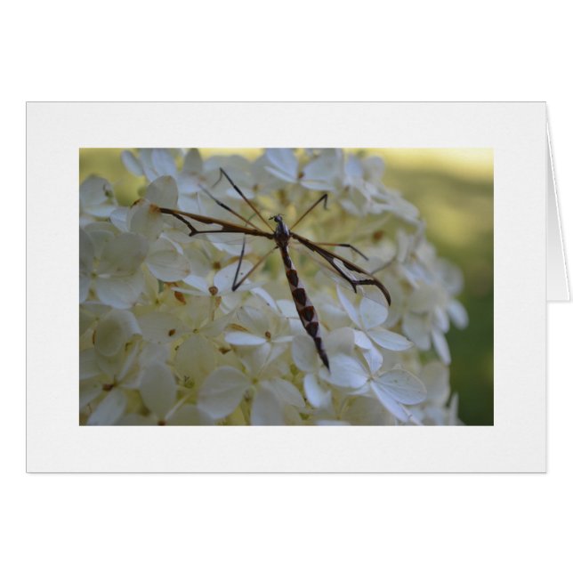 Cartão Libélula no Hydrangea (Frente Horizontal)