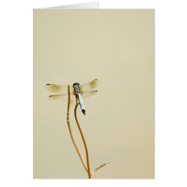 Cartão Libélula (vazio) (Frente)