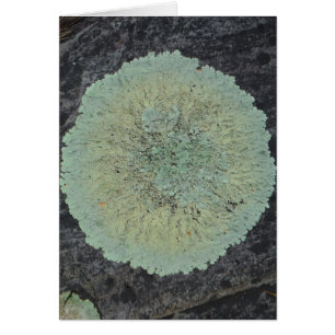 Cartão Lichen Mossy Circle