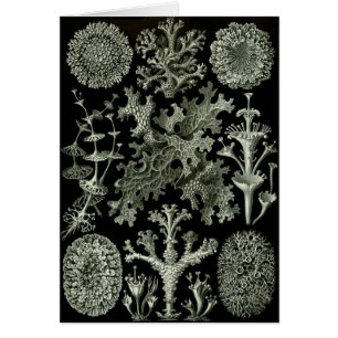 Cartão Lichens