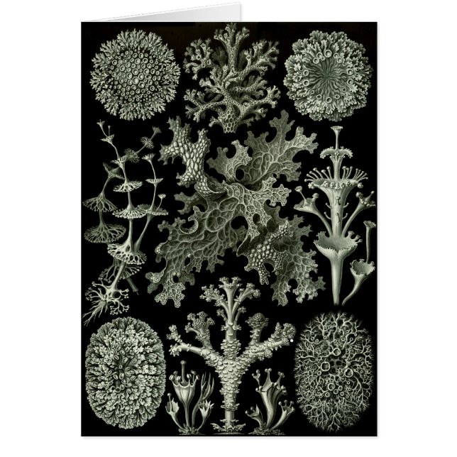 Cartão Lichens (Frente)