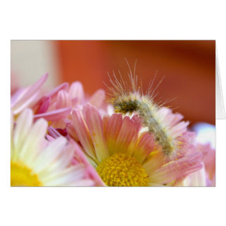 Cartão Lil' Caterillar