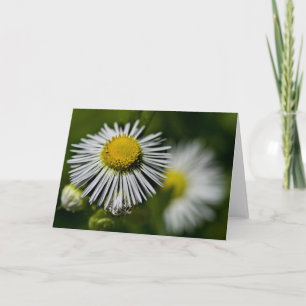 Cartão Li'l Daisies Card