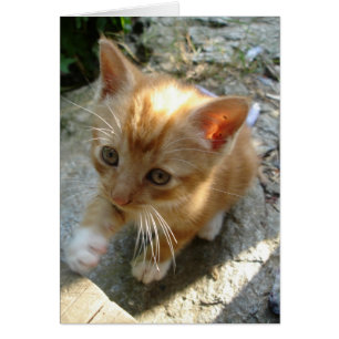 Cartão Lil' Red Kitten