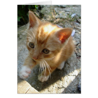 Cartão Lil' Red Kitten