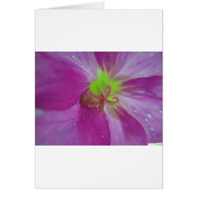 Cartão Lila gestreiftes Blütenmuster mit gelber Mitte (Frente)