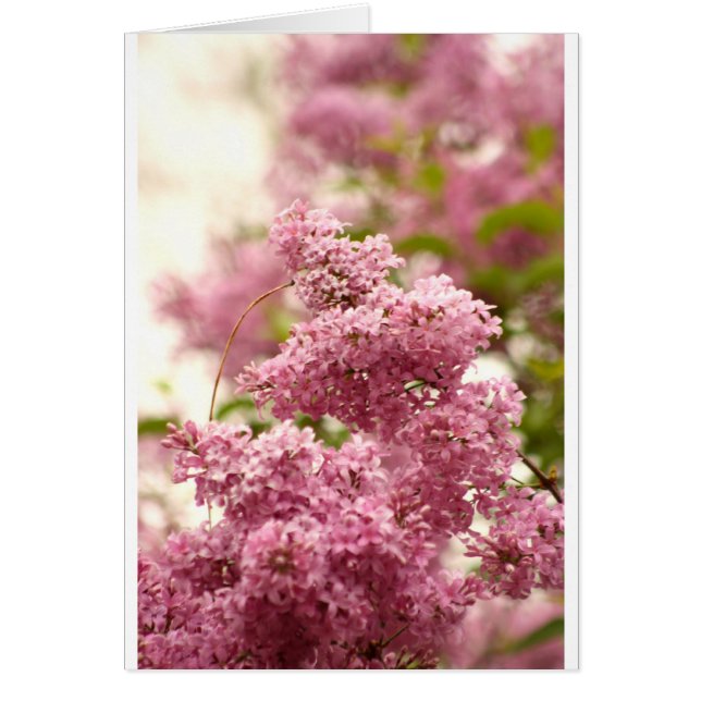 Cartão Lilac (Frente)