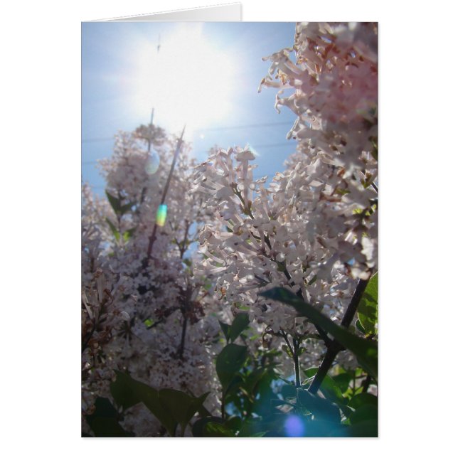 Cartão Lilac (Frente)