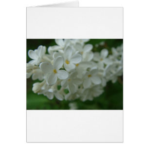 Cartão Lilac branco