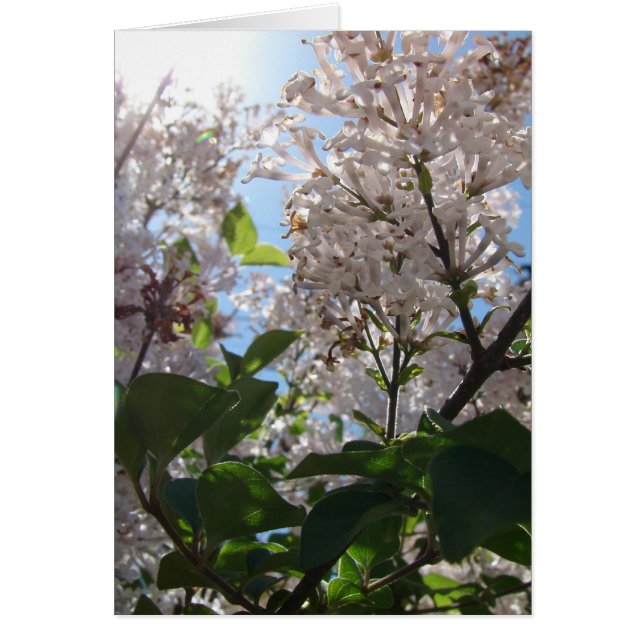 Cartão Lilac Bush (Frente)