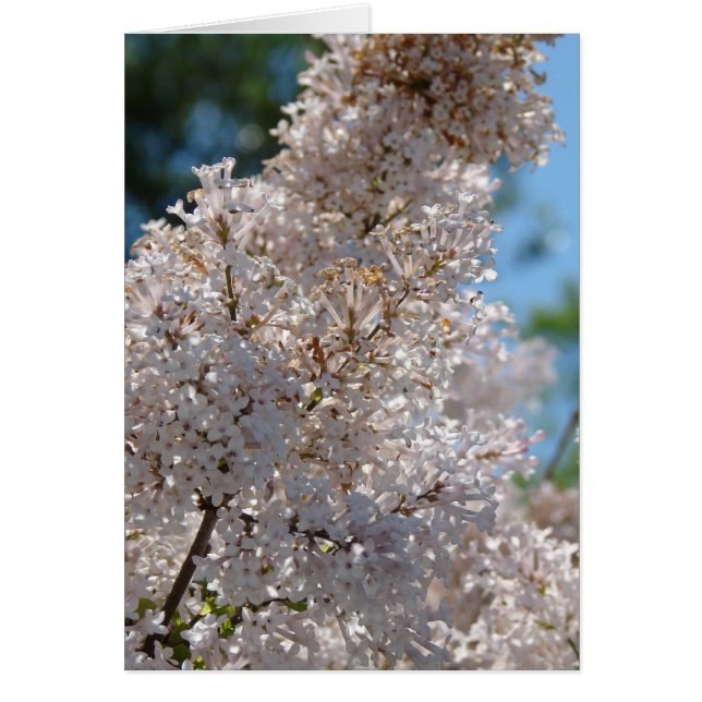 Cartão Lilac Bush (Frente)